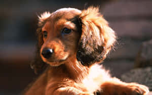 Furry Brown Dachshund Wallpaper