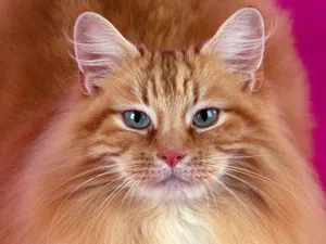 Furry Cat Wallpaper