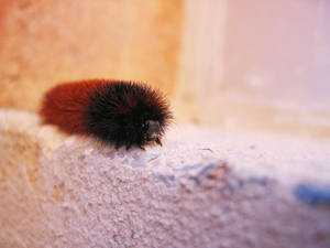 Furry Caterpillar Wallpaper