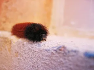 Furry Caterpillar Wallpaper
