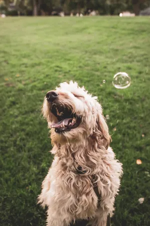 Furry Dog Bubbles Wallpaper