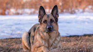 Furry German Shepherd Dog Wallpaper