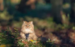 Furry Kitten On Wild Wallpaper