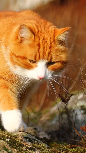 Furry Orange Cat Wallpaper