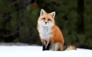 Furry Red Fox Hd Wallpaper