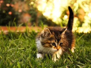 Furry Tabby Kitten Wallpaper