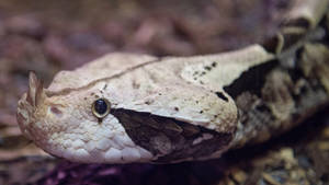 Gaboon Viper Head Snake Close Up Wallpaper