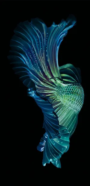 Galaxy S10 Plus Blue Betta Fish Wallpaper