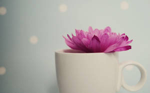 Gambar Pink Lily On Cup Wallpaper