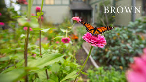 Garden At Brown University Wallpaper