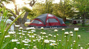 Garden Camping Wallpaper