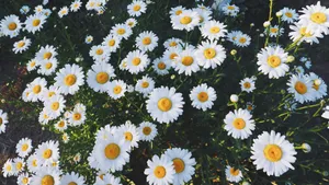 Garden Daisies Laptop Wallpaper