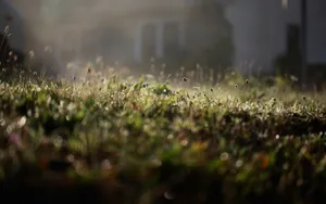 Garden Grass Night Macro Wallpaper