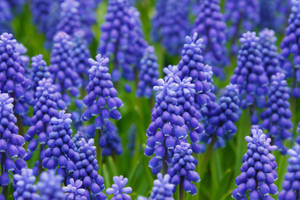 Garden Of Grape Hyacinths Wallpaper