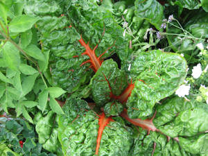 Garden Vegetable Orange Swiss Chard Wallpaper