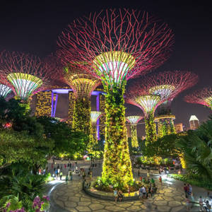 Gardens By The Bay Singapore City At Night Wallpaper