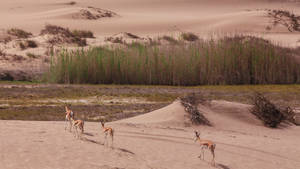 Gazelles Walking Towards Tall Grass In Namibia Wallpaper