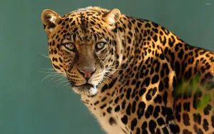 Gazing Leopard Animal Hd Wallpaper