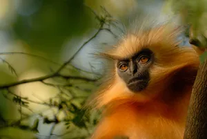 Gee’s Golden Langur Monkey Wallpaper