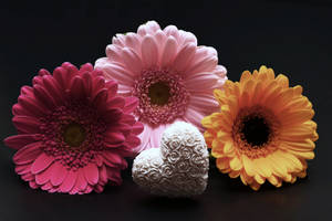 Gerbera Flowers And Heart On Valentine's Day Wallpaper