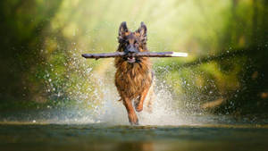 German Shepherd Dog In River Wallpaper