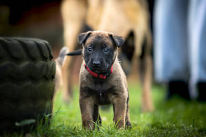 German Shepherd Dog Red Collar Wallpaper