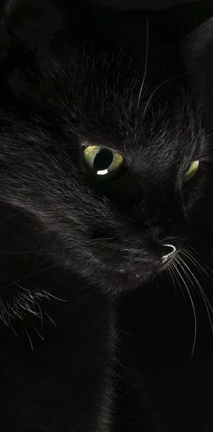 Get In The Halloween Spirit With This Spooky Black Cat Wallpaper