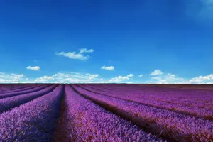 Get Ready To Get Creative On This Lavender Aesthetic Laptop Wallpaper