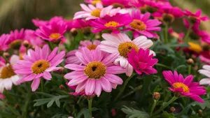 Get Ready To Work With Daisy Laptop Wallpaper