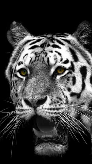 Get The Sleek, Modern Tiger Phone Today! Wallpaper