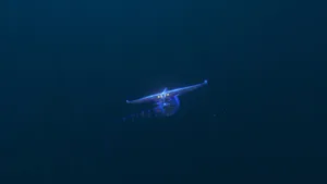 Ghost Leviathan Behind The Emptiness Wallpaper