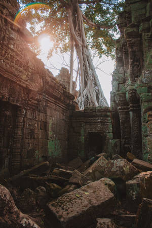 Giant Banyan Tree In Angkor Wat, Cambodia Wallpaper
