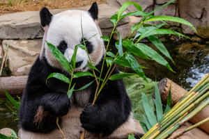 Giant Panda Bamboo Leaves Wallpaper