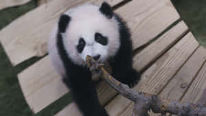 Giant Panda Sitting On Wooden Bridge Wallpaper