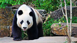 Giant Panda Walking With Legs Wallpaper