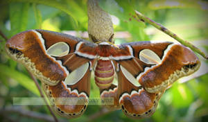 Giant Rothschildia Silkmoth North America Wallpaper