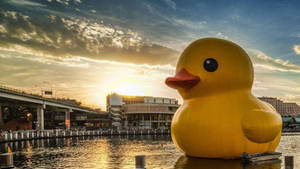 Giant Rubber Duck Wallpaper