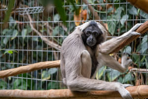 Gibbon In A Cage Wallpaper