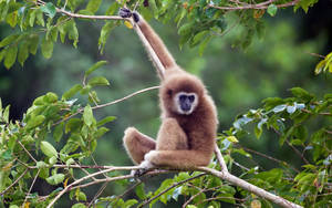 Gibbon On Thin Branch Wallpaper