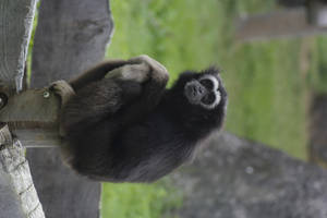 Gibbon Outside Enclosure Wallpaper