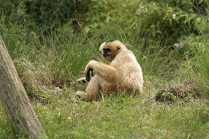 Gibbon Sitting On Grass Wallpaper