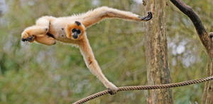 Gibbon Swinging On Rope Wallpaper