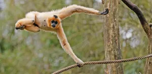 Gibbon Swinging On Rope Wallpaper