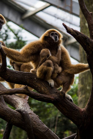 Gibbon With Baby Wallpaper