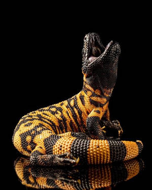 Gila Monster Black And Yellow Roaring Wallpaper