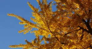 Ginkgo Tree Unique Hd Wallpaper