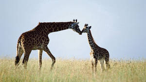 Giraffe Family In Grassland Wallpaper