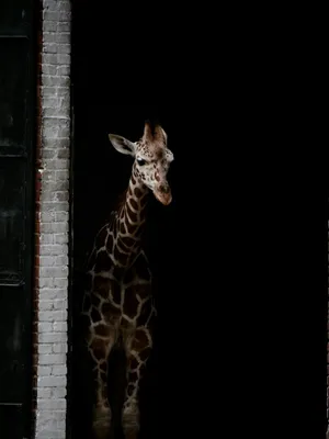 Giraffe Standing In Dark Anime Wallpaper