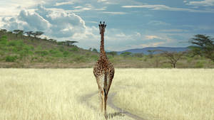 Giraffe Walking In Savanna Wallpaper