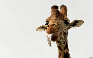 Giraffe With Stuck Out Tongue Wallpaper
